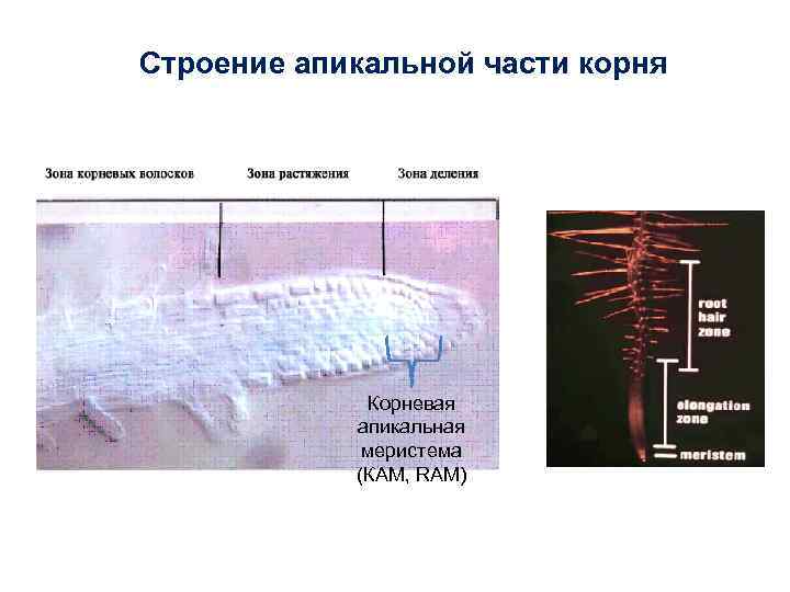 Строение апикальной части корня Корневая апикальная меристема (КАМ, RAM) 