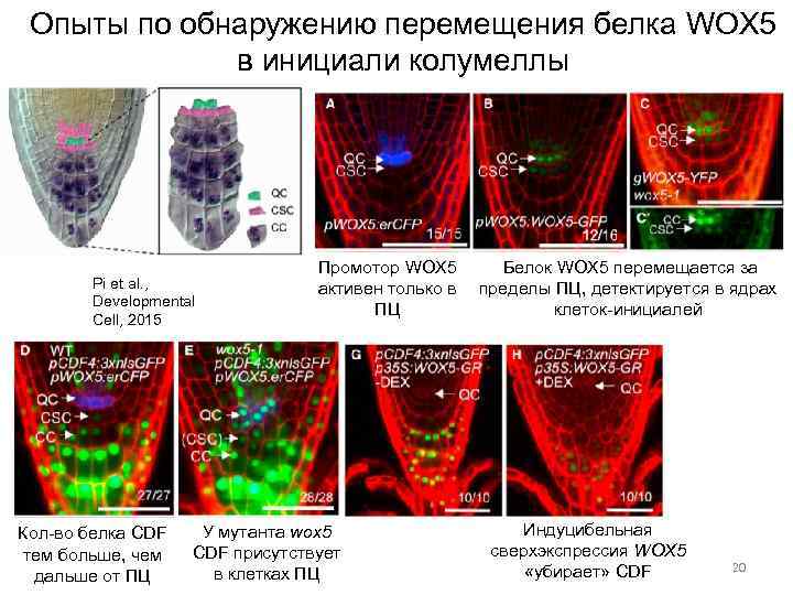 Опыты по обнаружению перемещения белка WOX 5 в инициали колумеллы Pi et al. ,