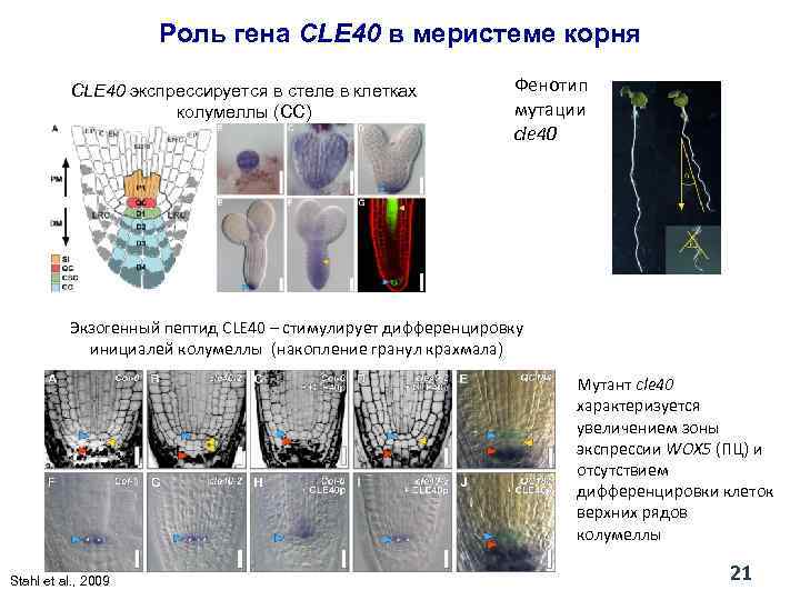 Роль гена CLE 40 в меристеме корня CLE 40 экспрессируется в стеле в клетках