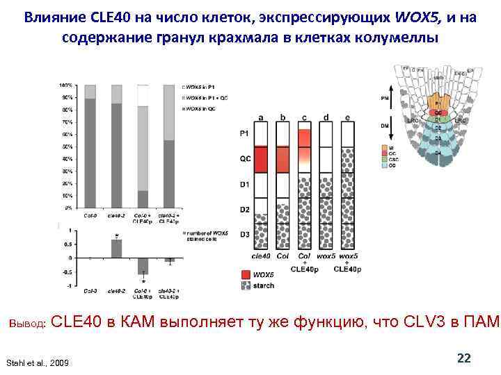 Влияние CLE 40 на число клеток, экспрессирующих WOX 5, и на содержание гранул крахмала