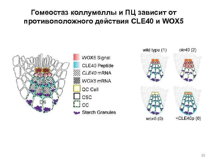 Гомеостаз коллумеллы и ПЦ зависит от противоположного действия CLE 40 и WOX 5 23
