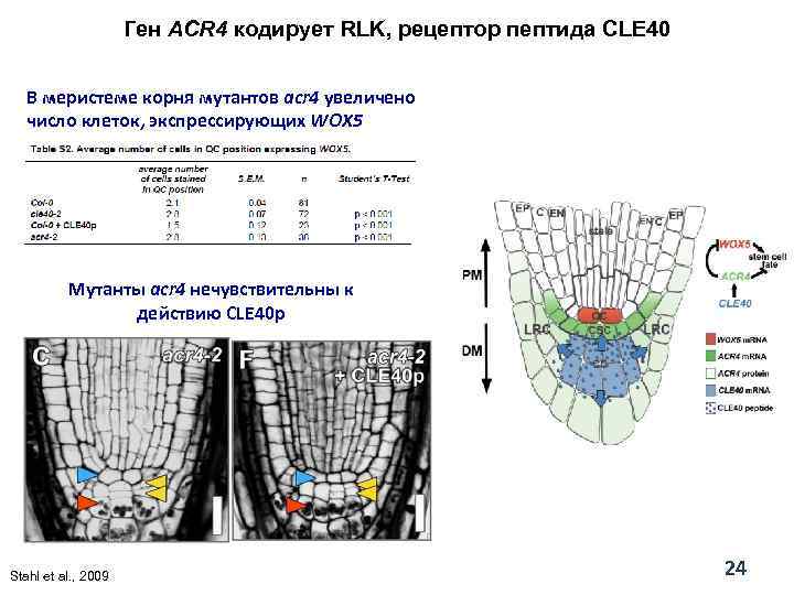 Ген ACR 4 кодирует RLK, рецептор пептида CLE 40 В меристеме корня мутантов acr