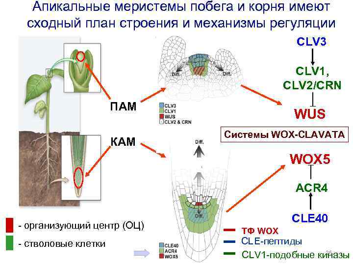 Апикальные меристемы побега и корня имеют сходный план строения и механизмы регуляции CLV 3