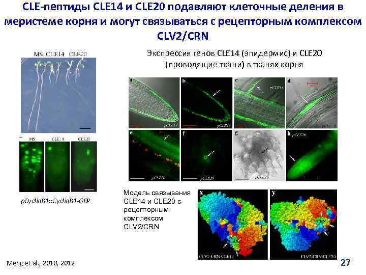 CLE-пептиды CLE 14 и CLE 20 подавляют клеточные деления в меристеме корня и могут