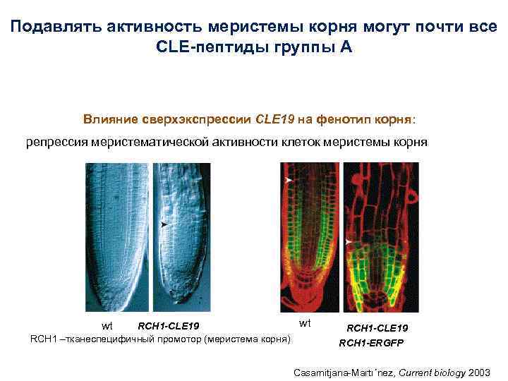 Подавлять активность меристемы корня могут почти все CLE-пептиды группы А Влияние сверхэкспрессии CLE 19