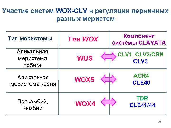 Участие систем WOX-CLV в регуляции первичных разных меристем Тип меристемы Апикальная меристема побега Апикальная