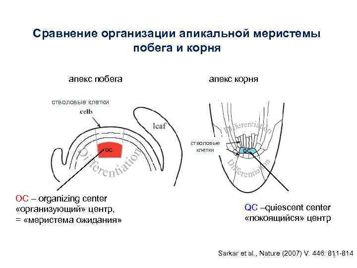 Сравнение организации апикальной меристемы побега и корня апекс побега апекс корня cтволовые клетки OC