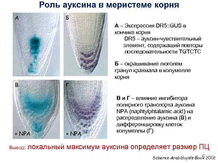 Роль ауксина в меристеме корня А Б А – Экспрессия DR 5: : GUS