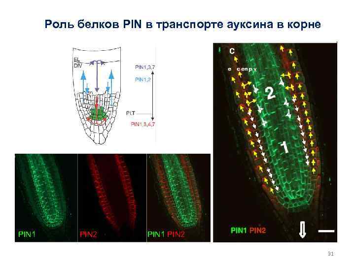 Роль белков PIN в транспорте ауксина в корне PIN 1 PIN 2 31 