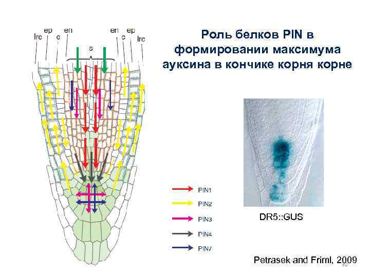 Роль белков PIN в формировании максимума ауксина в кончике корня корне DR 5: :