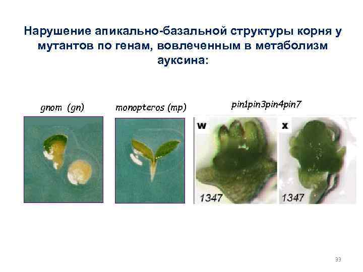 Нарушение апикально-базальной структуры корня у мутантов по генам, вовлеченным в метаболизм ауксина: gnom (gn)