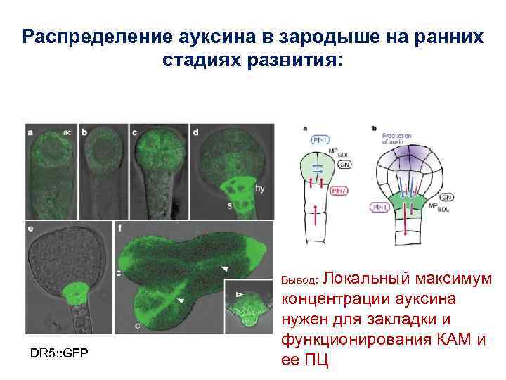 Распределение ауксина в зародыше на ранних стадиях развития: Локальный максимум концентрации ауксина нужен для