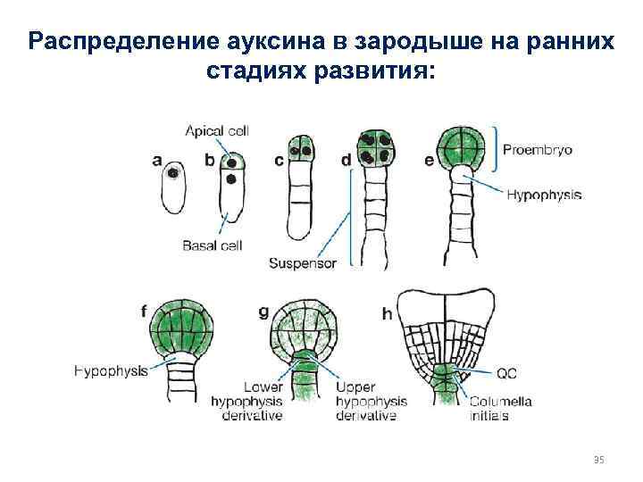 Распределение ауксина в зародыше на ранних стадиях развития: 35 