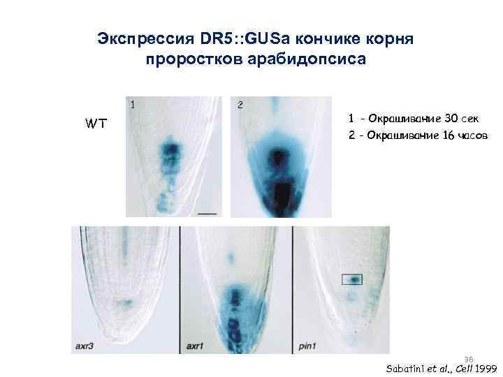 Экспрессия DR 5: : GUSа кончике корня проростков арабидопсиса 1 WT 2 1 -