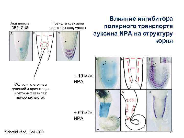 Активность DR 5: : GUS Области клеточных делений и ориентация клеточных стенок у дочерних