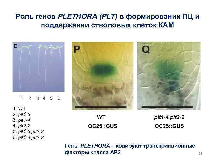 Роль генов PLETHORA (PLT) в формировании ПЦ и поддержании стволовых клеток КАМ 1 2