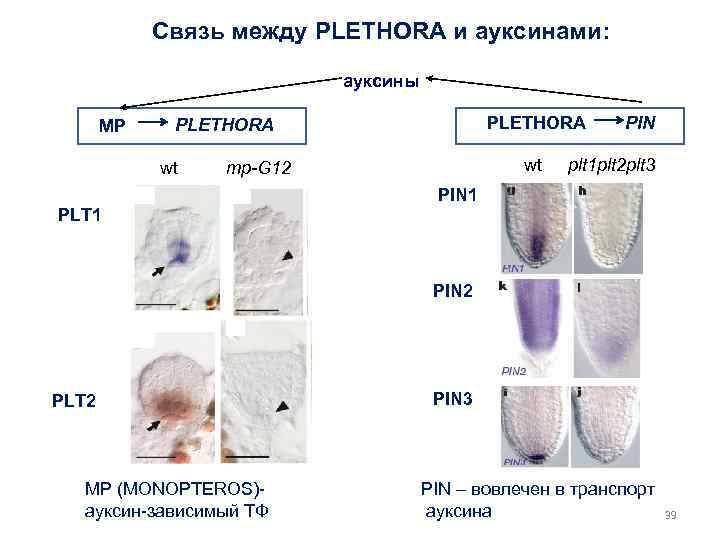 Связь между PLETHORA и ауксинами: ауксины MP PLETHORA wt wt mp-G 12 PLT 1