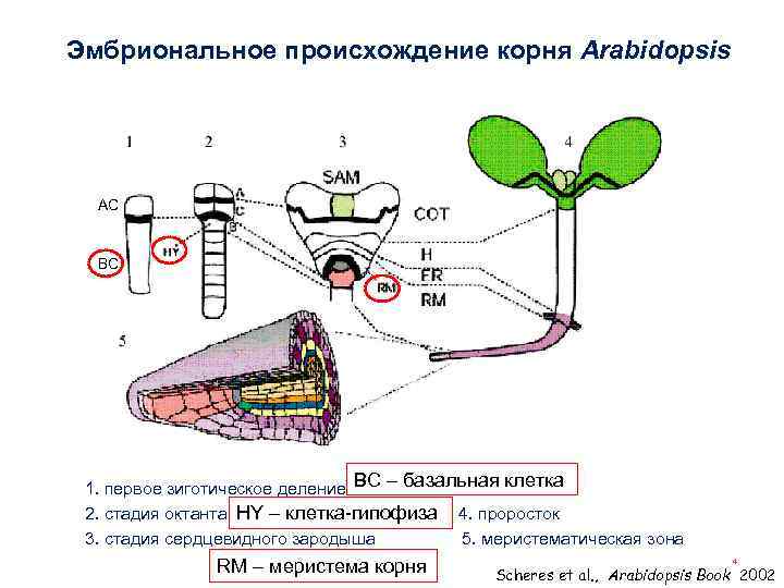 Эмбриональное происхождение корня Arabidopsis AC BC 1. первое зиготическое деление ВС – базальная клетка