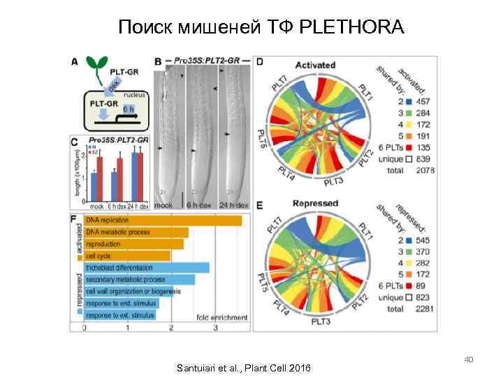 Поиск мишеней ТФ PLETHORA Santuiari et al. , Plant Cell 2016 40 