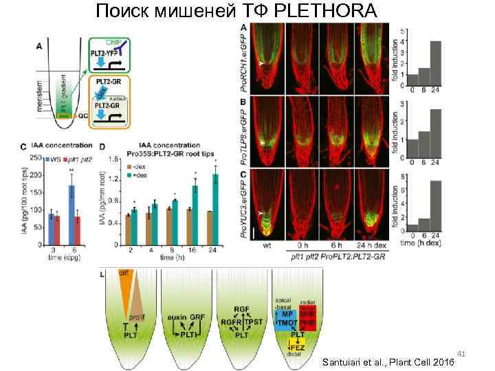 Поиск мишеней ТФ PLETHORA Santuiari et al. , Plant Cell 2016 41 