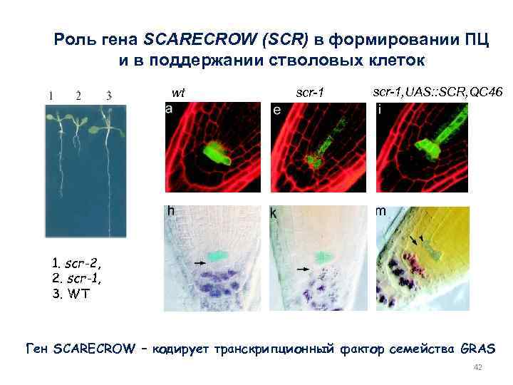 Роль гена SCARECROW (SCR) в формировании ПЦ и в поддержании стволовых клеток wt scr-1,