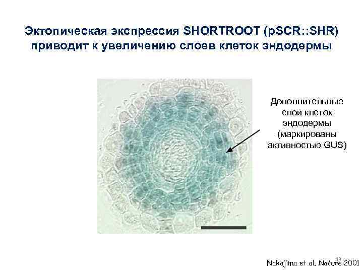 Эктопическая экспрессия SHORTROOT (p. SCR: : SHR) приводит к увеличению слоев клеток эндодермы Дополнительные