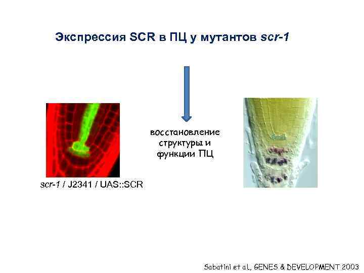 Экспрессия SCR в ПЦ у мутантов scr-1 восстановление структуры и функции ПЦ scr-1 /