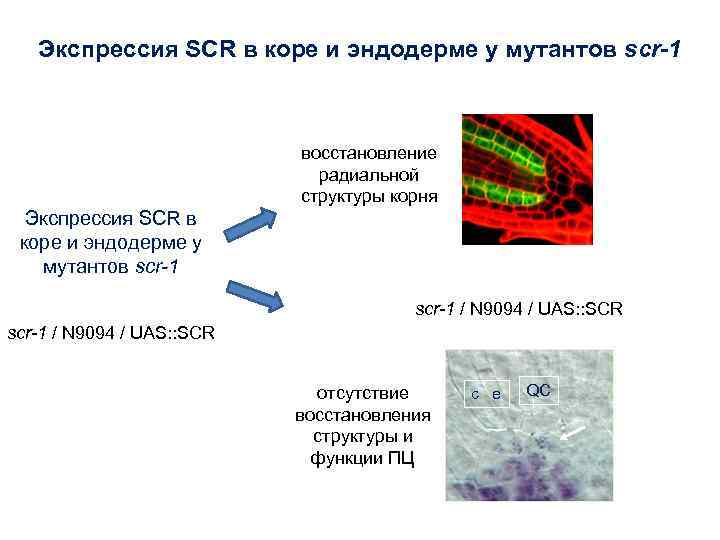 Экспрессия SCR в коре и эндодерме у мутантов scr-1 восстановление радиальной структуры корня Экспрессия