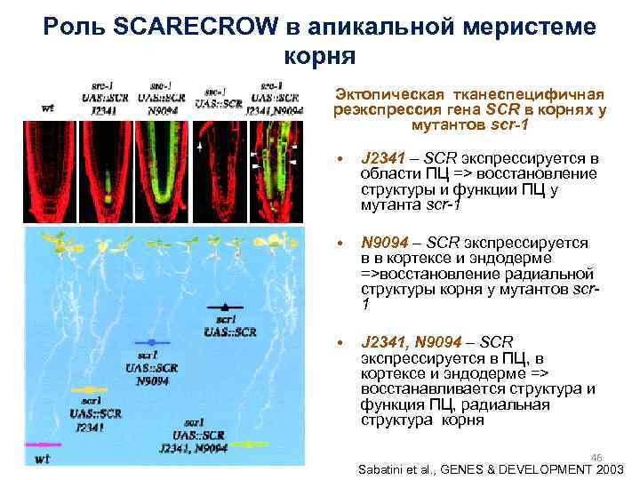 Роль SCARECROW в апикальной меристеме корня Эктопическая тканеспецифичная реэкспрессия гена SCR в корнях у