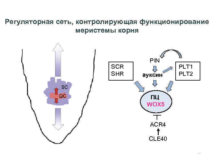 Регуляторная сеть, контролирующая функционирование меристемы корня SCR SHR PIN ауксин PLT 1 PLT 2