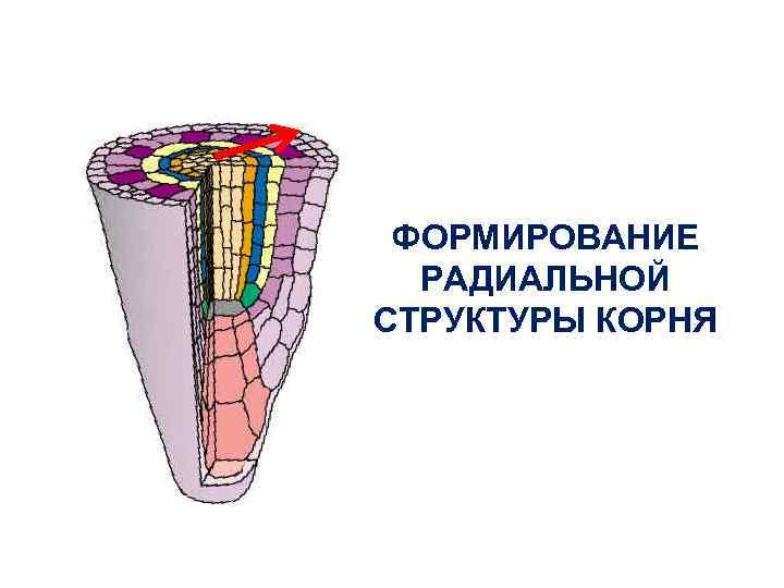 ФОРМИРОВАНИЕ РАДИАЛЬНОЙ СТРУКТУРЫ КОРНЯ 