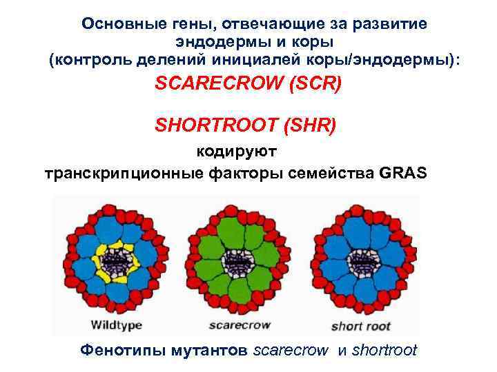 Основные гены, отвечающие за развитие эндодермы и коры (контроль делений инициалей коры/эндодермы): SCARECROW (SCR)