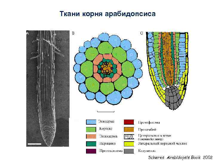 Ткани корня арабидопсиса Scheres Arabidopsis Book 2002 