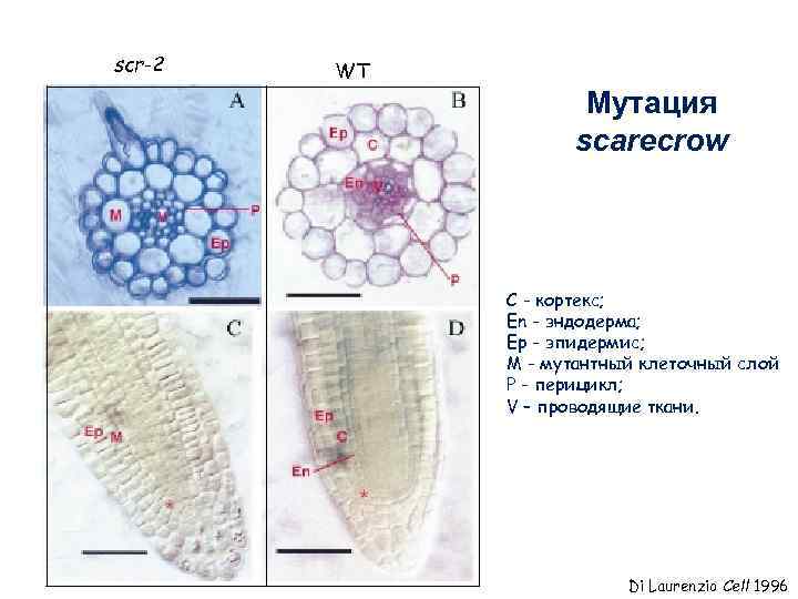 scr-2 WT Мутация scarecrow C - кортекс; En - эндодерма; Ep - эпидермис; M