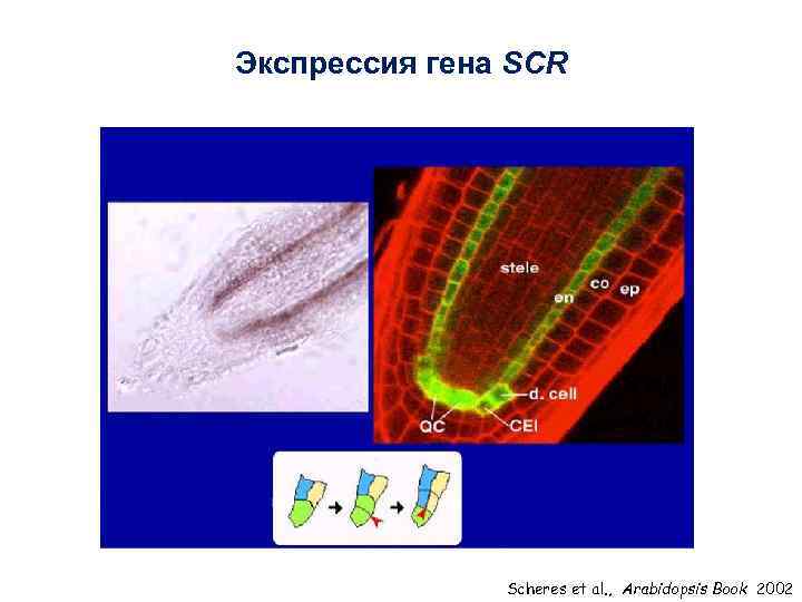 Экспрессия гена SCR Scheres et al. , Arabidopsis Book 2002 