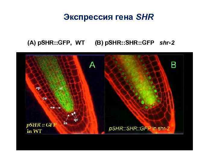 Экспрессия гена SHR (А) p. SHR: : GFP, WT (В) p. SHR: : GFP