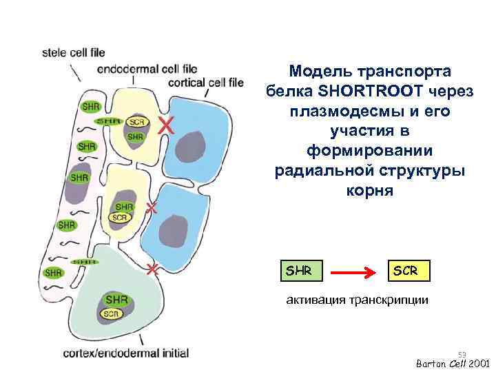 Модель транспорта белка SHORTROOT через плазмодесмы и его участия в формировании радиальной структуры корня