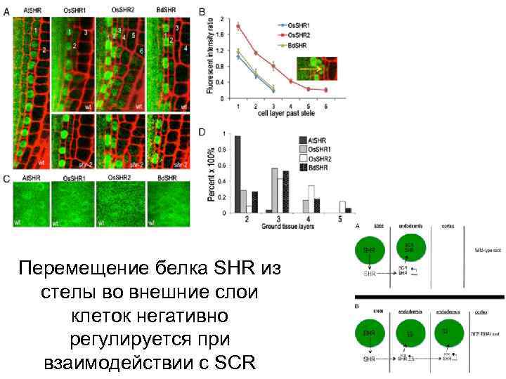 Перемещение белка SHR из стелы во внешние слои клеток негативно регулируется при взаимодействии с