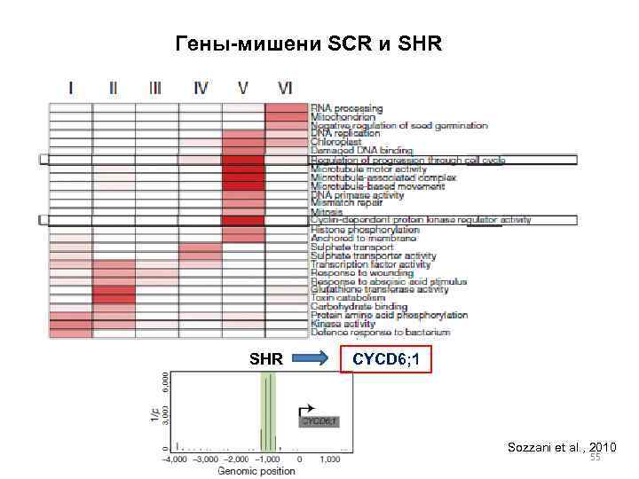 Гены-мишени SCR и SHR CYCD 6; 1 Sozzani et al. , 2010 55 