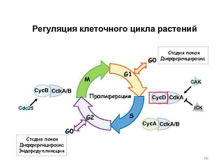 Регуляция клеточного цикла растений G 0 M Cyc. B Cdk. A/B Стадия покоя Дифференцировка