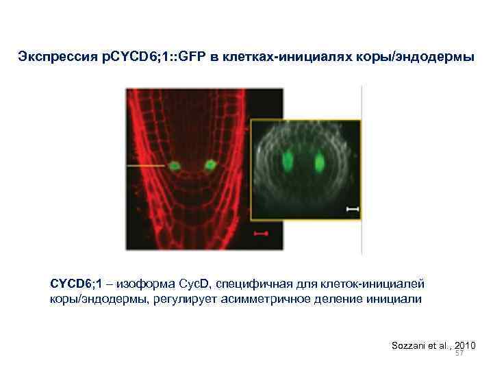 Экспрессия p. CYCD 6; 1: : GFP в клетках-инициалях коры/эндодермы CYCD 6; 1 –