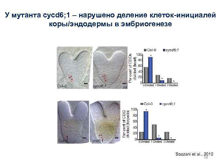 У мутанта cycd 6; 1 – нарушено деление клеток-инициалей коры/эндодермы в эмбриогенезе Sozzani et