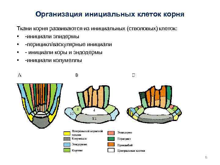 Организация инициальных клеток корня Ткани корня развиваются из инициальных (стволовых) клеток: • -инициали эпидермы