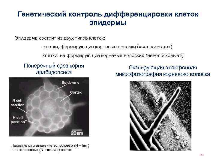 Генетический контроль дифференцировки клеток эпидермы Эпидерма состоит из двух типов клеток: -клетки, формирующие корневые