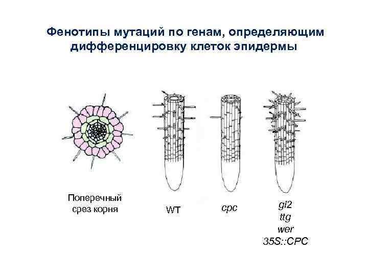 Фенотипы мутаций по генам, определяющим дифференцировку клеток эпидермы Поперечный срез корня WT cpc gl