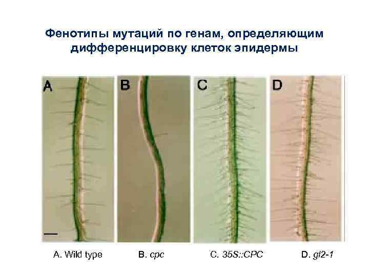 Фенотипы мутаций по генам, определяющим дифференцировку клеток эпидермы A. Wild type B. cpc C.