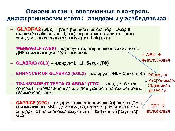 Основные гены, вовлеченные в контроль дифференцировки клеток эпидермы у арабидопсиса: – GLABRA 2 (GL