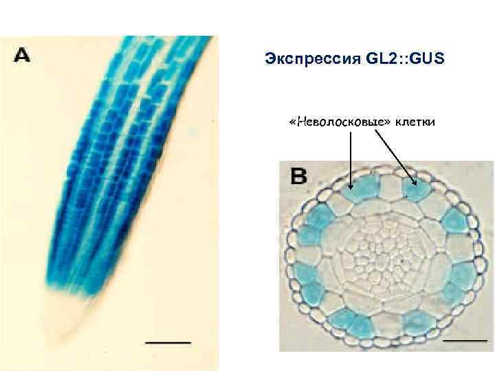 Экспрессия GL 2: : GUS «Неволосковые» клетки 