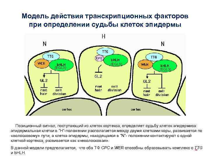 Модель действия транскрипционных факторов при определении судьбы клеток эпидермы (EGL 3) Позиционный сигнал, поступающий