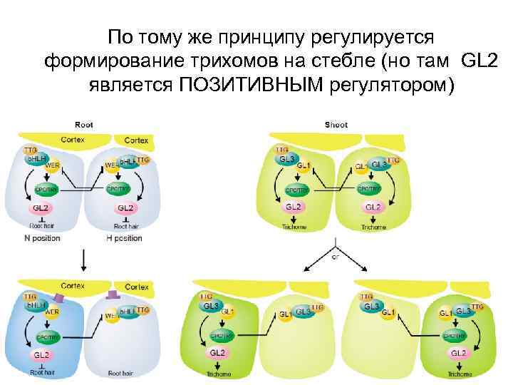 По тому же принципу регулируется формирование трихомов на стебле (но там GL 2 является